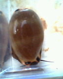 Luria lurida